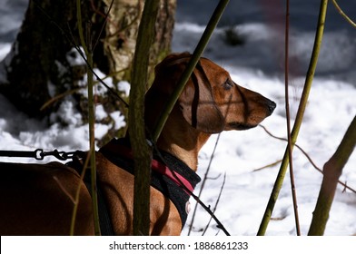 Dachshund On Lash Walking In Winter Park, A Winter Walk With Dog