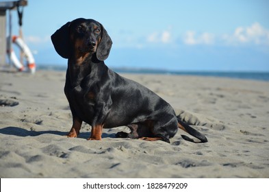 grey dapple dachshund