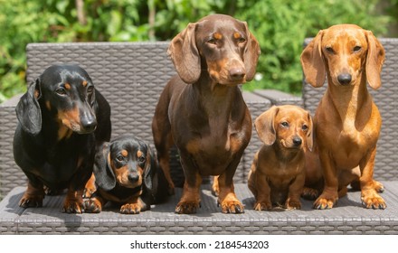Dachshund puppies and adults dogs - Shutterstock ID 2184543203