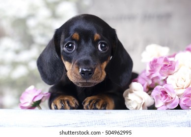 67,582 Puppy Dachshund Images, Stock Photos & Vectors | Shutterstock