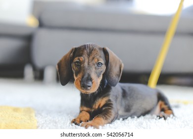 Dachshund Puppy