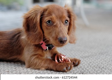 Dachshund Puppy