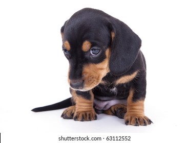 Dachshund Puppy