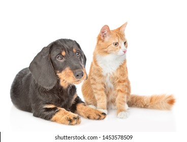 Dachshund Puppy And Adult Cat Sitting Together. Isolated On White Background