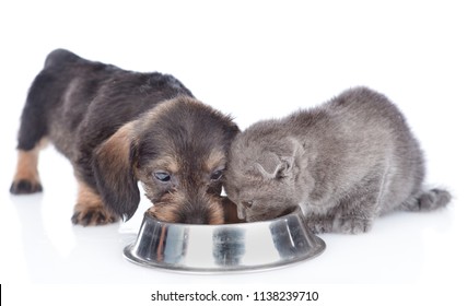 Dachshund Puppy And Baby Kitten Eating Together. Isolated On White Background