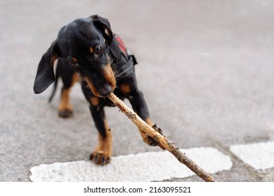 Dachshund Puppy Dog Biting Eagerly A Stick In The Street Because Of The Teething