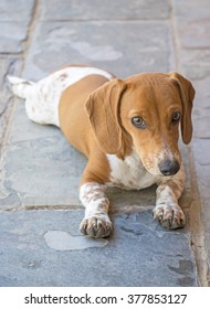 Dachshund Puppy Dog Lying On Slate Pavers