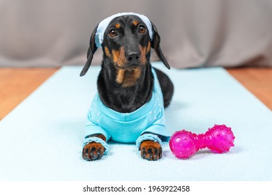 Dachshund Puppy Dog Wristbands On Paws And Sweatband On Head Lying Next To Silicone Dumbbell To Train And Yoga Mat . Sports At Home.