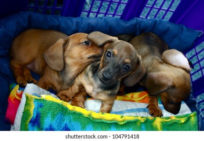 Red Short Haired Dachshund Images Stock Photos Vectors