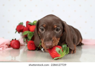 Dachshund puppy eats fresh strawberries