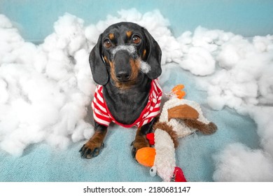 Dachshund Puppy Has Torn Up A Soft Toy And Is Sitting In A Pile Of Sintepon, Filler And Looks At The Camera With An Innocent Look. Poorly Trained Trained Dog Stayed At Home Alone And Destroyed Toys