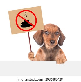 Dachshund puppy holds sign "no dog poop" above empty white banner. Concept cleaning up dog droppings. Isolated on white background