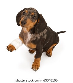 Dachshund puppy with an injured leg that is wrapped in a bandage, Isolated on white