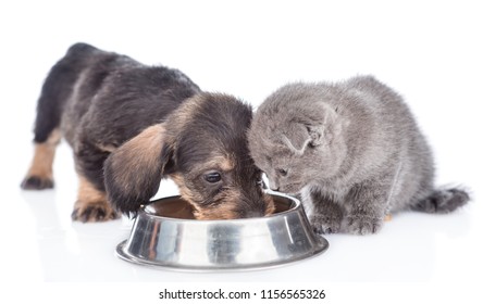 Dachshund Puppy And Kitten Eating Together. Isolated On White Background