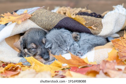 Dachshund Puppy And Kitten Sleep Together Under Warm Blanket