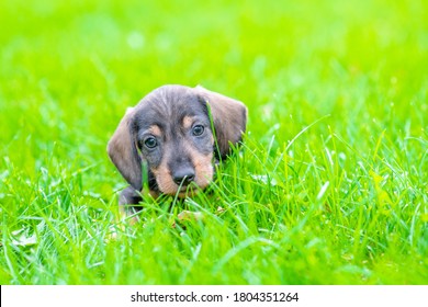 Dachshund puppy lies on green summer grass. Empty space for text