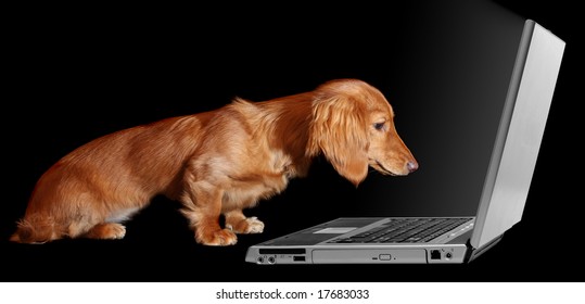 Dachshund Puppy Looking Fascinated By A Laptop.