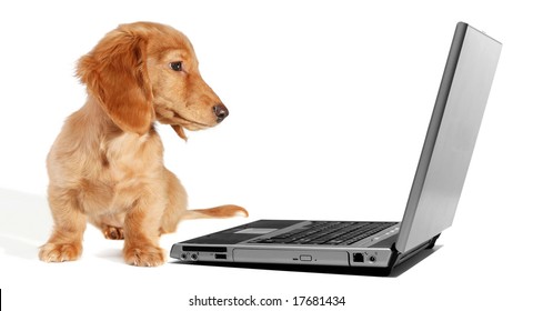 Dachshund Puppy Looking At A Laptop Monitor.