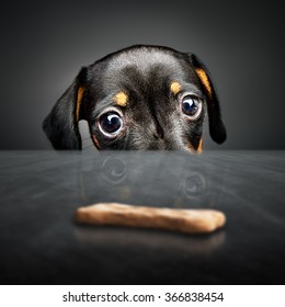 Dachshund puppy looking at a treat (out of reach) over a table - Shutterstock ID 366838454