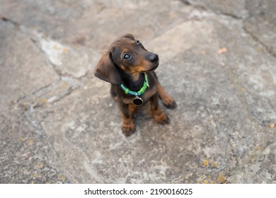 Dachshund Puppy Looking Up With Turquoise Necklace And Black Name Tag. Close Up Of The Face Of A Dachshund Puppy. Pet Concept.