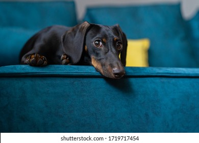 Dachshund puppy looks. waiting for the owner is sad 