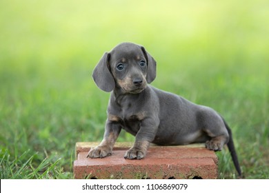 Dachshund Puppy Outside