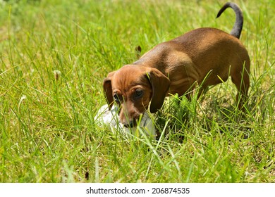 Dachshund puppy plays with shoe outside in grass 