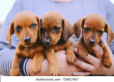 dachshund puppies pictures cute