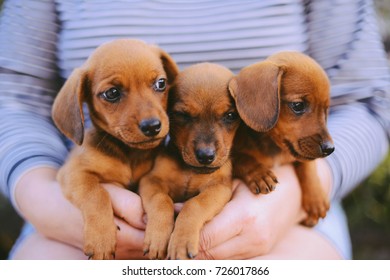 Dachshunds Stock Photos Images Photography Shutterstock