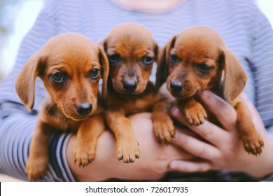 Dachshunds Stock Photos Images Photography Shutterstock