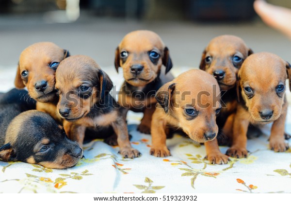 Dachshund Puppy Dachshund Puppy Portrait Outdoors Stock Photo