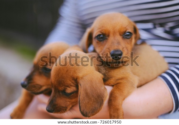 Dachshund Puppy Dachshund Puppy Portrait Outdoors Stock Photo