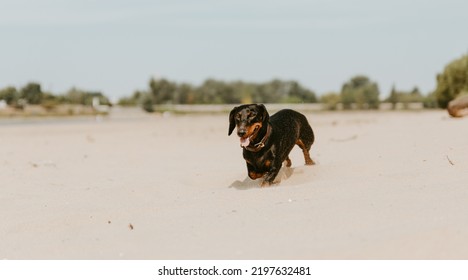 Dachshund Puppy Running Around Happy