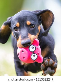 Dachshund Puppy Running With A Ball