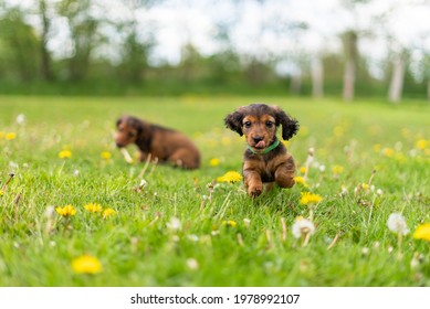 Dachshund Puppy Running Outside Tongue Sticking Out