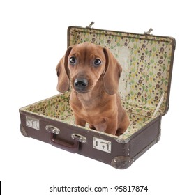 suitcase with dogs on it