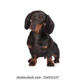 Studio Shot Adorable Dachshund Sitting Looking Stock Photo (Edit Now ...