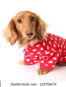 Dachshund Puppy Wearing A Valentines Outfit.