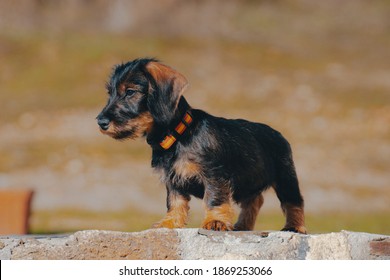 Dachshund Puppy With Yellow And Red Collar Looking At His Owner