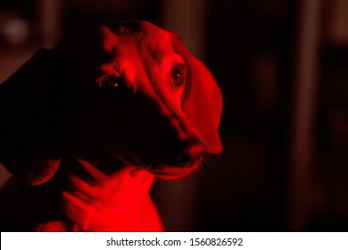 Dachshund In Red Color. Chupacabra.