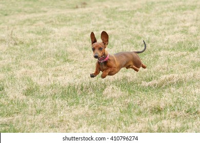 Dachshund Running