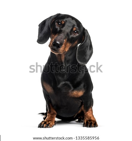 Dachshund, sausage dog, 1 year old, sitting in front of white background