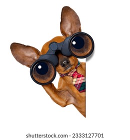dachshund or sausage dog binoculars searching, looking and observing with care, isolated on white background