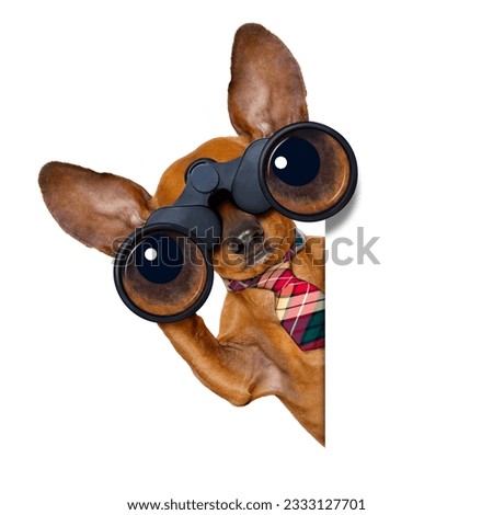 dachshund or sausage dog binoculars searching, looking and observing with care, isolated on white background