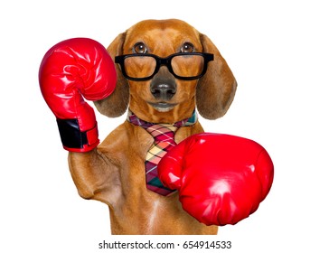 boxing glove dog