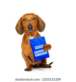dachshund sausage dog with european pet passport , isolated on white background - Shutterstock ID 2333131209