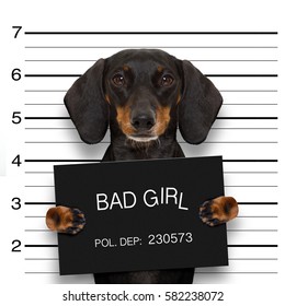 dachshund sausage dog holding a police department banner , as a mugshot photo, at police office