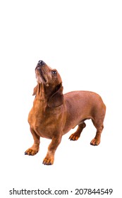 Red Short Haired Dachshund Images Stock Photos Vectors