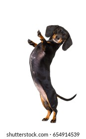 dachshund sausage dog  isolated on white background with high five gesture up right and standing ,looking at you