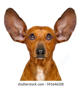 137,735 Sausage dog Images, Stock Photos & Vectors | Shutterstock